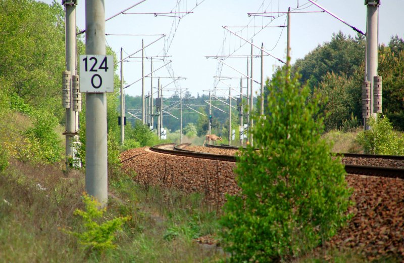 Gleislatscher in Muldenstein - das htte auch schief gehen knnen!!! Es kam aber noch heil auf der anderen Seite an. Fotografiert am 03.05.09.