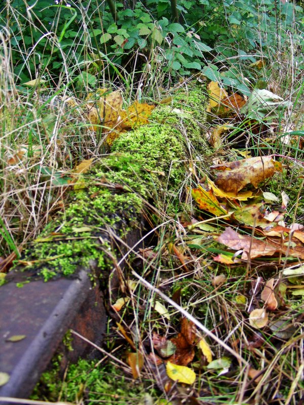 Gras / Moos �ber die Sache;
alte verborgene Schienenwege am Rande des Parkplatzes am Bf Elze