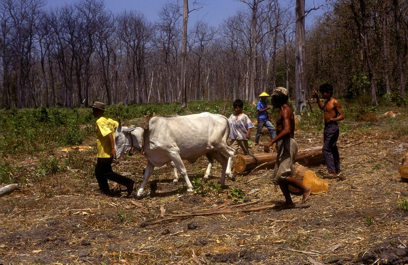 Holztransport  Waldbahn Cepu  20.08.95