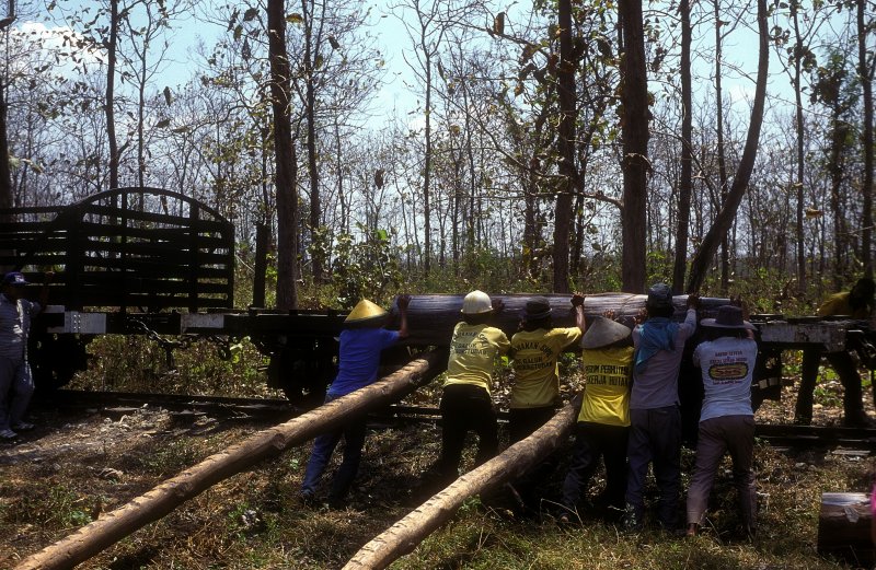 Holzverladung  Waldbahn Cepu  20.08.95