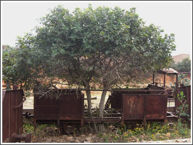 Ich weiss nicht genau wie schnell Bume in Nefasit wachsen, aber der ausrangierte Gterwagen steht bestimmt schon eine ganze Weile dort. (29.10.2008)