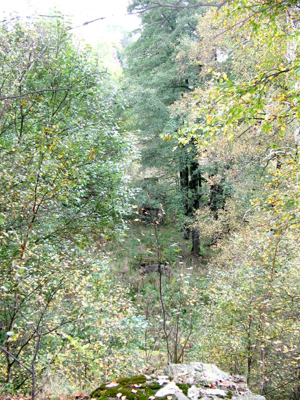 Im Gestrpp etwas schwer zu erkennen, einige der 7 Pfeilerfundamente der Langklotzbrcke in Elterlein vom Widerlager aus aufgenommen, 03.10.07