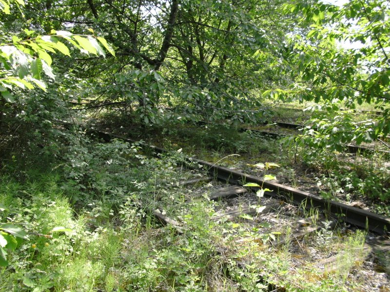 Im Stillgelegten Rangierbahnhofsbereich Buggingen.
berreste des Rangierbahnhofes am 27.05.2009.
Diese kleine Rangierbahnhof an der Strecke Freiburg - Basel diente bis in die 1980er Jahre als Rangierbahnhof fr das Kalibergwerk Buggingen, hier wurden die Wagen fr die weiterfahrt nach Freiburg oder Basel bereitgestellt. 