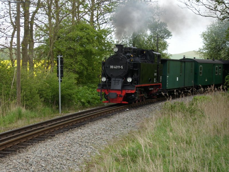 In einem Bogen in der Nhe von Posewald begnetete mir am 09.Mai 2009 99 4011 mit ihren Personenzug Ghren-Putbus.