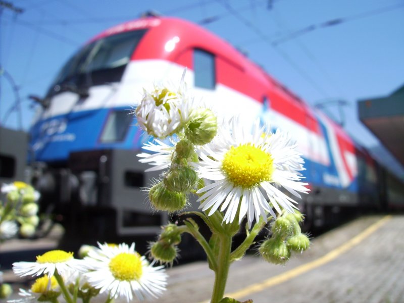 Kleine Spielerei am Rande. Ausnahmsweise steht nicht der EM-Taurus im Vordergrund, sondern die Flora des Bregenzer Bahnhofs. Im Hintergrund 1116 041-3  Niederlande . 29.06.08