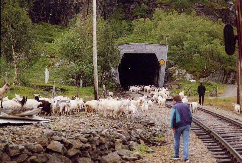 Kurz hinter Vatnahalsen am 08.08.1993 eine Nebenbeschftigung fr Tiebzugfhrer (links) und Schaffner, im Tunnel Untere Toppen 80 m lang hatten sich Ziegen untergestellt, es war nicht ganz einfach, sie heraus zu treiben, die beiden Mnner muten erst hinter die Ziegen kommen.