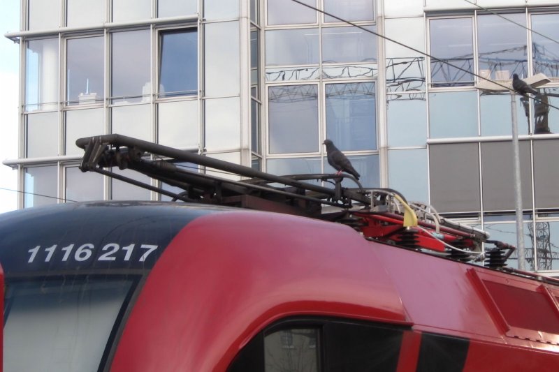 Lieber den Spatz in der Hand, als die Taube auf dem Stromabnehmer... Mnchen Hbf,07.03.09