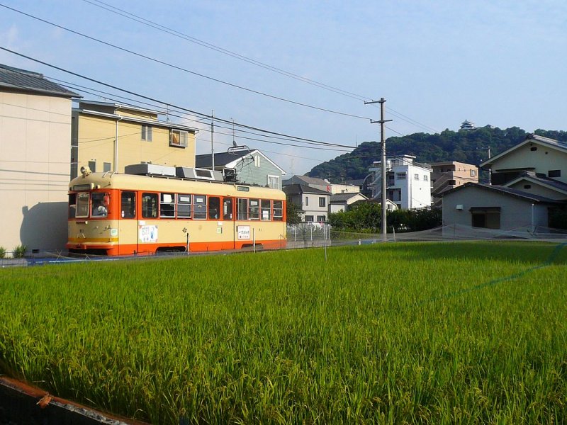 Matsuyama Strassenbahn, Serie 51-61: Diese Wagenserie, gebaut fr die 1067mm-Spur- Strassenbahn der Stadt Matsuyama im Norden der Insel Shikoku, entstand zwischen 1951 und 1957. Typisch fr eine Provinzstadt ist die Mischung von Husern und Reisfeldern, wie im Bild. Oben auf dem Berg thront die Burg der ehemaligen Frsten von Matsuyama. Hier fhrt Wagen 51 durch Takasago-ch, 18.September 2009. 