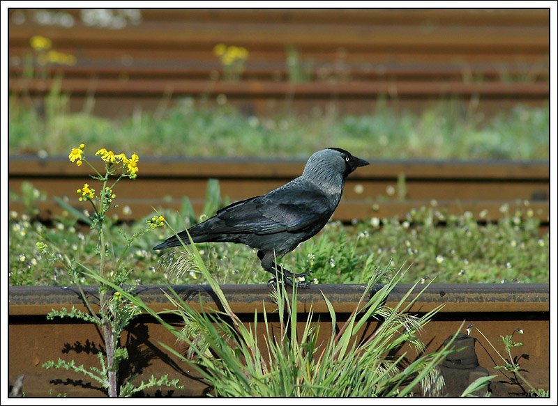 Max Raabe bei der Gleisinspektion, aufgenommen in Wolsztyn am 2.5.2008.