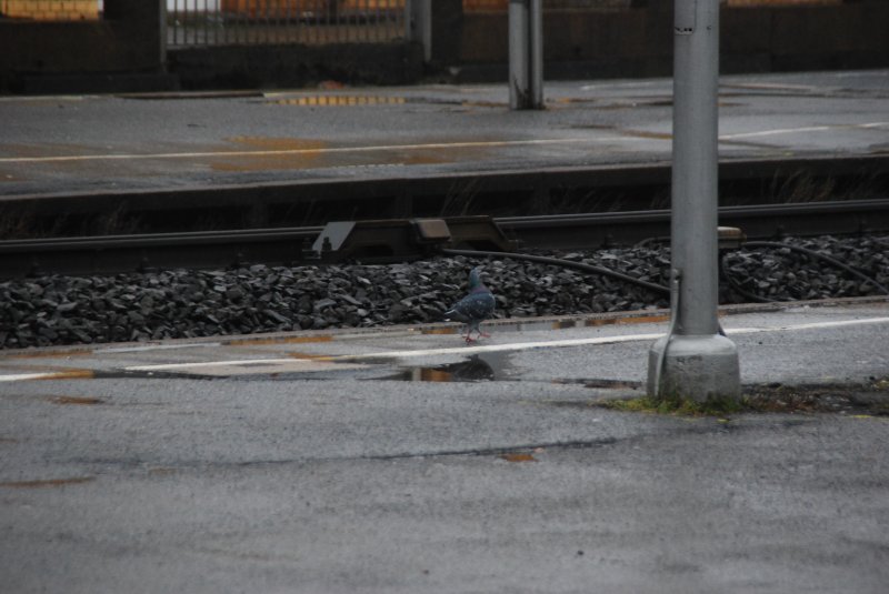 Mit einem ICE (der hier ca. 160 fhrt) hat  Sie  wohl noch keine schlechten Erfahrungen gemacht; ansonsten wrde Sie wahrscheinlich das Schild:  Weie Linie erst nach anhlaten eines Zuges berschreiten - Vorsicht: Schnellfahrten  etwas mehr respekTIERen...