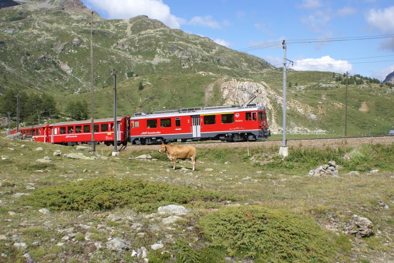 Mit einem kurzen Regionalzug am Hacken fhrt der ABe 4/4 III 55 am 11.8.09 von Bernina Lagalb Richtung Ospizio Bernina. Die Kuh scheint dies nicht zu interessieren, obwohl der Triebwagen beide Stromabnehmer gehoben hat.