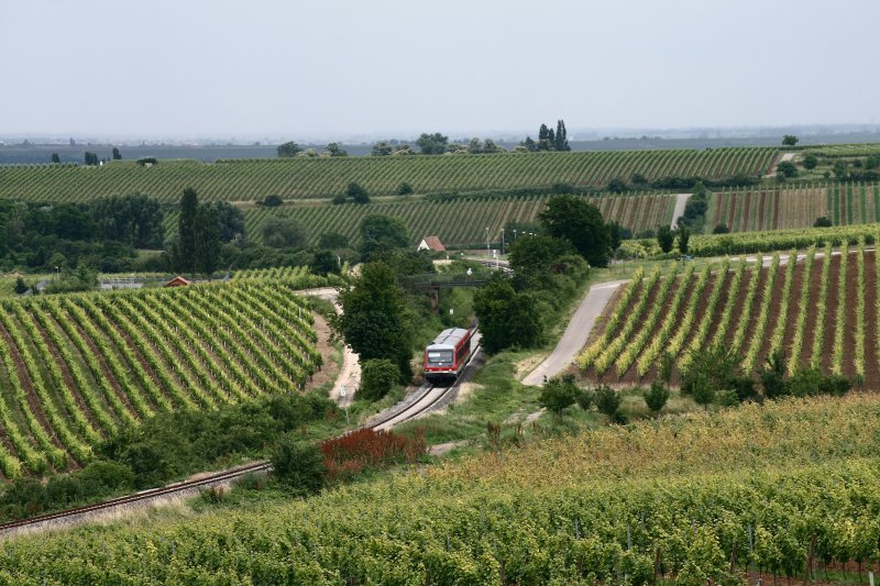 Nach Eiswoog ist 628 2xx am 15.06.08 zwischen den Weinbergen von Herxheim am Berg unterwegs.