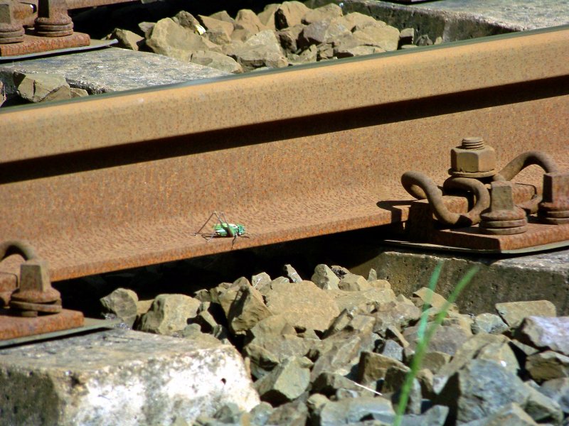 Nanu? Was ist das denn? So ein kleiner Zug... Ach nee, ist ne Heuschrecke!