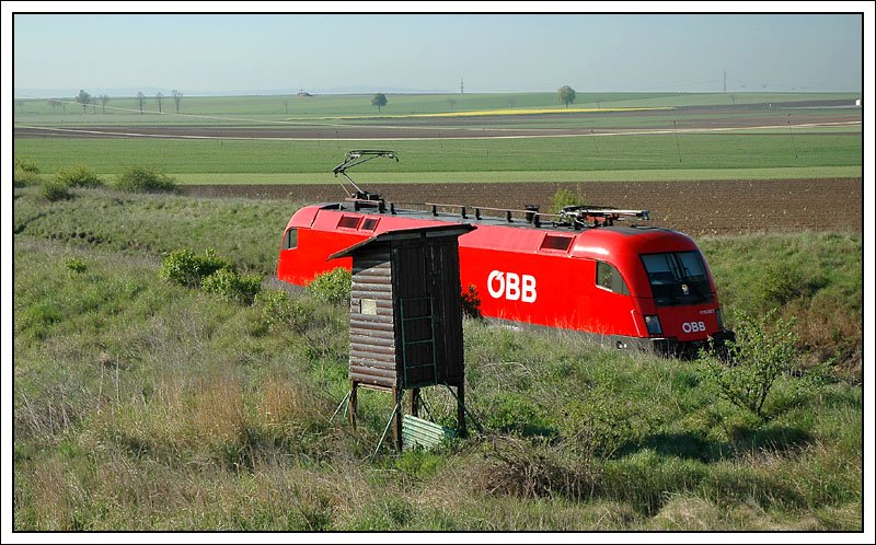 Ochse zum Abschuss freigegeben *gg*  1116 242 als Lokzug Richtung Wien unterwegs, aufgenommen kurz nach Gramatneusiedl am 15.4.2007.