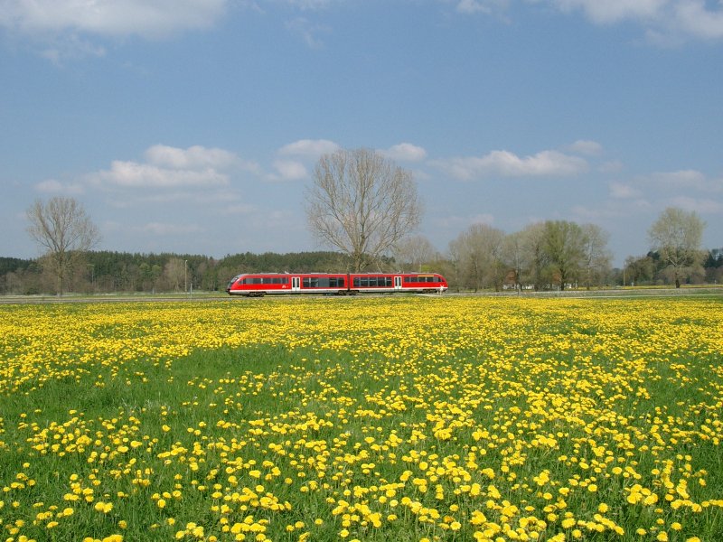 Peter Lustig lt gren! Ein mir unbekannter 642 fhrt am 26.04.2004 bei Weilbach (Allgu) an einem Lwenzahnmeer vorbei.