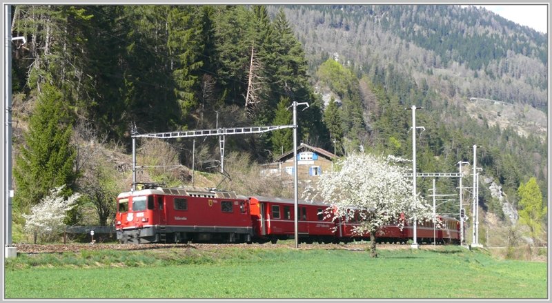 Re1244 mit Ge 4/4 II 625  Kblis  zwischen blhenden Obstbumen in Trin Station. (17.04.2009)