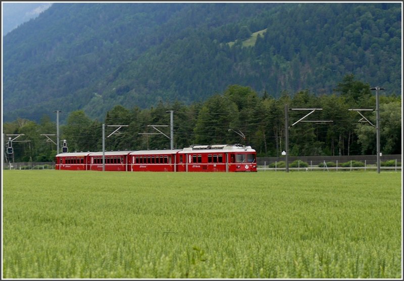 Regio 1551 nach Thusis fhrt durch ein Kornfeld bei Felsberg. (14.06.2008)