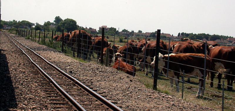 Romney, Hythe & Dymchurch Railway (20.07.2001)
Das Vieh ist vor den heranbrausenden Dampfzgen auf dem Doppelspurabschnitt bei New Romney gut geschtzt.