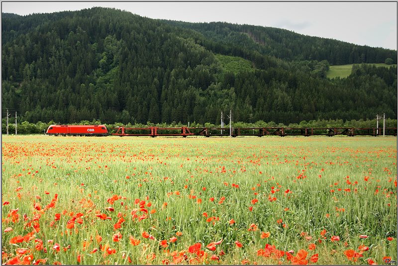 Roter Ochse fhrt durch´s rote Mohnfeld ;O)
Seiz 2009