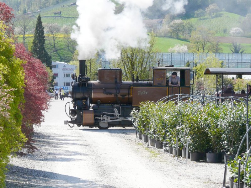 SchBB - Dampflok Molly unterwegs bei Bahnjubilum 30 Jahre SchBB = Schinznacher Baumschulbahn am 27.04.2008