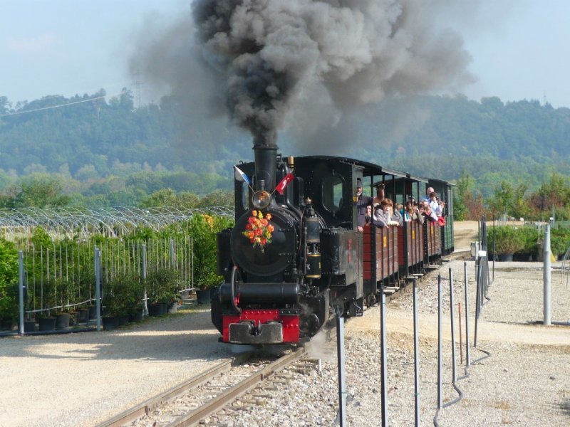 SchBB - Dampflok Pinus unterwegs im Betriebsareal bei der SchBB = Schinznacher Baumschulbahn am 28.09.2008 .... Bahnjubilum 30 Jahre ....