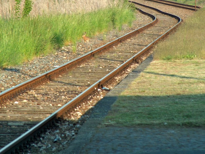 Selbst  Meister Lampe  fhlt sich im Bahnhof Laucha (Unstrut) wohl und nutzt das hohe Gras als Schutz; 13.05.2008