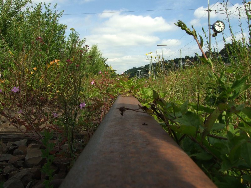 Sicht einer Ameise auf die Eisenbahn.Stillgelegte Gtergleise im Bahnhof Vallendar/Rhein.25.6.09