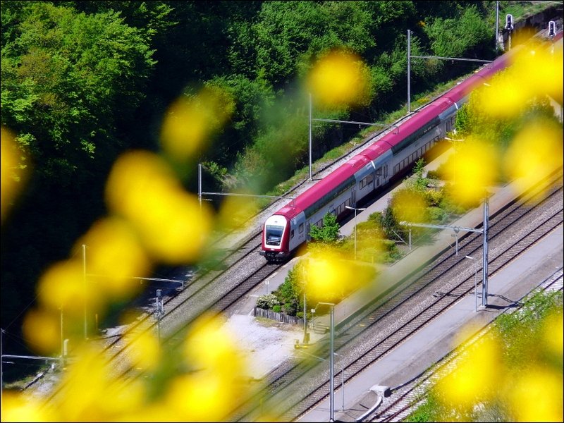 Steuerwagen 002 verl�sst den Bahnhof von Kautenbach in Richtung Luxemburg, w�hrend sich die Ginsterbl�ten wie gelbe Tupfer auf diesem Bild pr�sentieren. 12.05.08