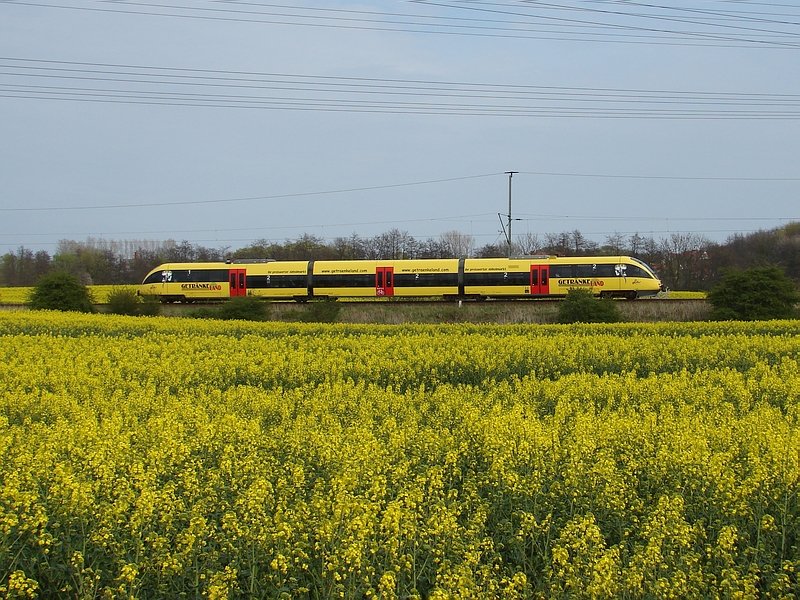 Symbiose in Gelb! Der gelbe, mit Getrnkeland-Werbung beklebte, VT 0005 der OLA durchfhrt ein Rapsfeld auerhalb von Stralsund. (23.04.07)