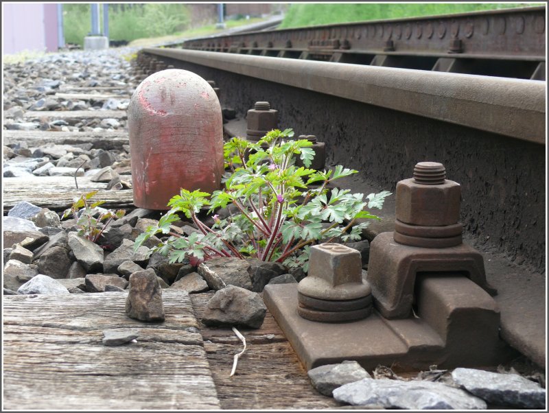Symbiose zwischen Technik und Natur. Wenn auch unerwnscht bei den Bahnen, sorgen die Pflanzen fr etwas grne Farbe im Gleisbett. Profilpflock bei der ersten Weiche und am Ende der Zahnstangenstrecke in Rorschach Bergstation der RHB. (28.04.2008)
