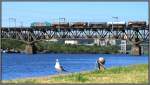 Harmonie am Maasufer bei Vise in Belgien.Die Mwe stand brav Model und schaute neugierig zum Fotografen. Auf der Bahnbrcke unterdessen unterwegs ,eine Cobra mit 
Gterfracht aus Deutschland. Szenerie Anfang August 2013 bei gefhlten 35 Grad. 