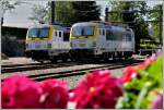 Durch die Blume gesehen, sonnten sich die beiden Siemens Eurosprinter 1803 und 1808 am 20.08.2011 im Bahnhof von Welkenraedt.