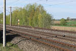 20.04.2026 bei Vierkirchen. So früh kommen noch keine Züge aber die Rehe sind noch unterwegs. Bambi hats heil geschafft.