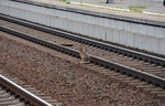 Auch DB Netz muss sparen und setzt mittlerweile für die Trasseninspektion auf Mitarbeiter der Unternehmensgruppe Fauna.