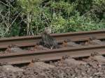 Am 28.7.14 überquerte diese gestreifte Katze die Gleise bei Oberbilk. Vorbildlich schaut sie ob nicht doch ein Zug kommt.

Oberbilk 28.07.2014