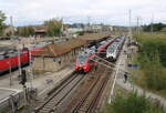 DB 442 711 als RB 18432 nach Cottbus Hbf und DB 1442 805 als RB 16476 nach Lutherstadt Wittenberg Hbf (ab dort weiter als S 37247 (S2) nach Leipzig-Stötteritz), am 10.10.2023 in Falkenberg (Elster).