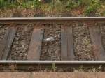 Eine Taube geht durchs Gleisbett am Mönchengladbach HBF und schaut ob noch alles Sauber ist.