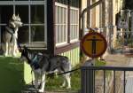 Relativ  ruhig und diszipliniert warten hier in Rathen die 2 Huskys auf die nchste S-Bahn in Richtung Dresden, am 16.09.2012 gegen 14:41 Uhr.