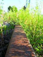 Langsam wuchern die nicht mehr benutzten Gleise im Bahnhof Treuchtlingen zu.