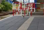 Möwenkücken steht an der Umlaufsperre des Überganges für Reisende im Bahnhof Puttgarden.