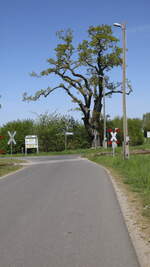 Der BÜ bei Groß Quassow, Strecke Neustrelitz-Mirow, die mächtige Eiche ist etwas gestutzt worden.