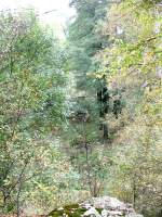 Im Gestrpp etwas schwer zu erkennen, einige der 7 Pfeilerfundamente der Langklotzbrcke in Elterlein vom Widerlager aus aufgenommen, 03.10.07