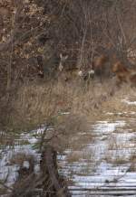 Die Natur erobert die Gleise zurck  17.03.2013  13:06 Uhr   Das stillgelegte Anschlugleis zur Getreide AG.