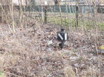 Hinter Gestrüpp versteckt eine ehemalige Handweiche in Werneuchen am 19.März 2016.