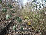 In der Umgebung des Gbf Gelsenkirchen-Bismarck befinden sich stillgelegte Gleisbereiche die von der Natur bereits zurckerobert wurden und durch die eine Strae gebaut wurde.