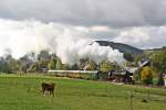 50 3616-5 am 07.10.2012 im Ortsgebiet von Raschau. Das Kalb fand die Lok ebenfalls nicht sonderlich interessant. 

