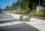 Im hinteren Bereich des langen Bahnsteigs am Haltepunkt Nordbögge können Pflanzen fast ungestört wachsen (16.06.2022)