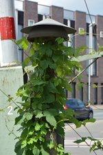 Im Einklang mit der Natur. Diese mechanische Läutanlage läutet auch noch trotz des starken Bewuchses. Leider wird diese Läutanlage immer seltener und durch das elektronische Läuten ersetzt.

Bocholt 02.07.2016