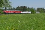 In der Nhe von Opfenbach ziehen am 06.05.2018 die 218 433-1 und 218 463-8 die in Lindau bernommenen und von Zrich kommenden Wagen des EC 193 nach Mnchen.