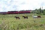 jede Menge Pferdestrken bei Westerland (Sylt)  Juni 2002